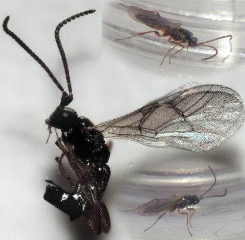 Réf. 274 293 : Orthocentrinae inconnu